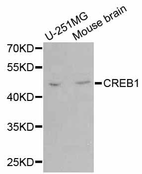 CREB1 / CREB Antibody