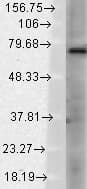 IHC-plus™ TRPV3 Antibody (aa458-474, clone S15-39)