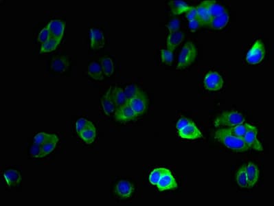 Polyclonal Rabbit anti-Human IFI27L2 Antibody (IHC, IF)