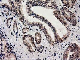 GSS / Glutathione Synthetase Antibody (clone OTI1B8)