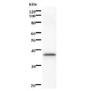 STK3 Antibody (clone 3067C3a)