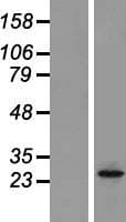 ORAI2 Protein (Over-Expression Lysate Myc-DDK (Flag))