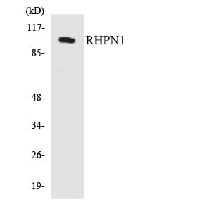 Polyclonal Rabbit anti-Human RHPN1 / RHOPHILIN Antibody (aa460-509, WB)