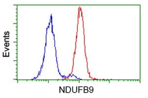 NDUFB9 Antibody (aa3-179, clone OTI9B2)