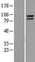 CTNNA1 / Catenin Alpha-1 Protein (Over-Expression Lysate Myc-DDK (Flag))
