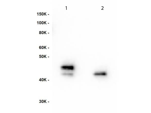 MEK1 + MEK2 Antibody (MEK1 phospho-Ser222 and MEK2 pSer226, clone 17C9.E1.H2.D7.H7.D5)