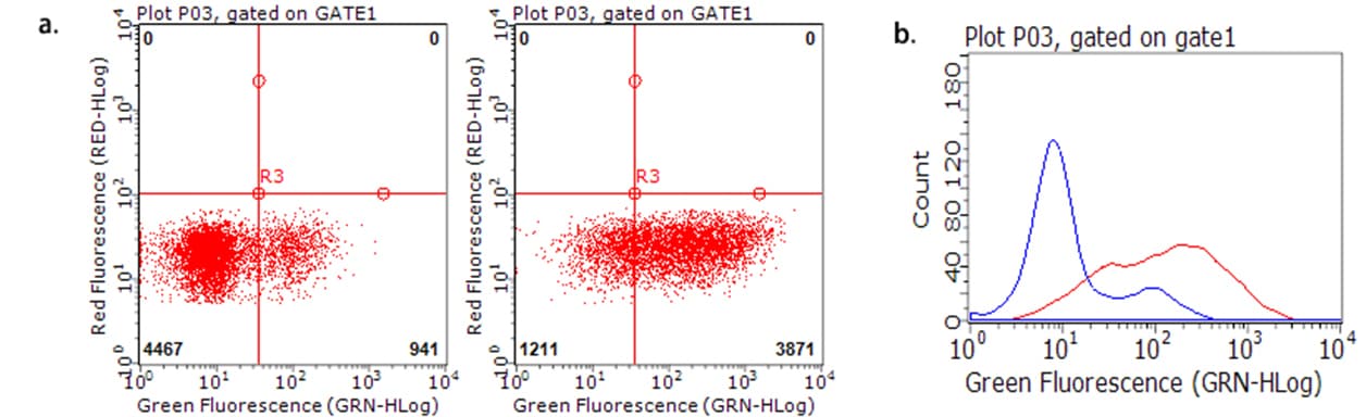 TNFRSF18 / GITR Antibody (aa26-162, clone OTI4H5, Carrier-free)