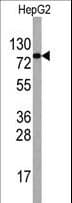 EIF4B Antibody (aa353-382)