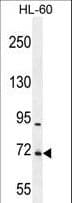 Polyclonal Rabbit anti-Human WDR93 Antibody (aa572-600, WB)