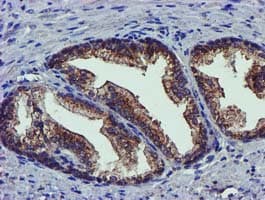 PYCRL Antibody (clone OTI3E1, Carrier-free)