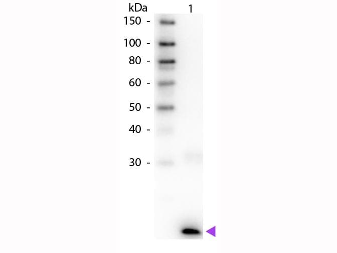 Polyclonal Rabbit anti-Human IL3 Antibody (Biotin, IHC, WB)