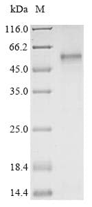 Human HTR7 / 5HT7 Receptor Protein (Recombinant 10His, N-terminus)
