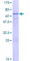 Human USF2 Protein (Recombinant GST)