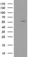 DTNA / Dystrobrevin Alpha Antibody (clone OTI1A2)