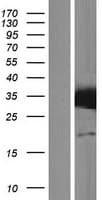 STX17 / Syntaxin 17 Protein (Over-Expression Lysate Myc-DDK (Flag))