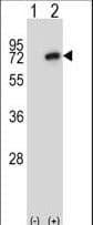 Polyclonal Rabbit anti-Mouse NEK8 Antibody (aa519-547, WB)