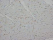 ANXA1 / Annexin A1 Antibody (C-Terminus)