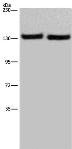 IPO4 Antibody