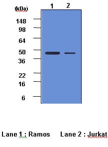 CASP2 / Caspase 2 Antibody (aa32-169, clone 1C10)