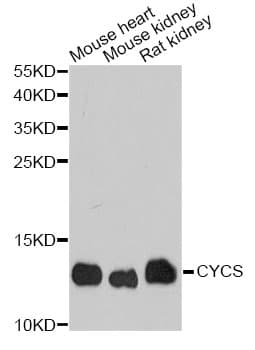 Polyclonal Rabbit anti-Human CYCS / Cytochrome c Antibody (IHC, IF, WB)