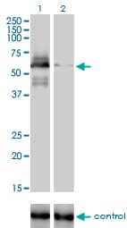 IHC-plus™ RAD18 Antibody (clone 3H7)