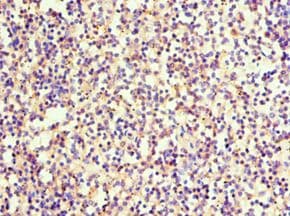 SRGN / Serglycin Antibody (aa28-158)