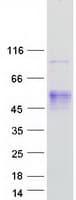 Human AMOG / ATP1B2 Protein (Recombinant Myc-DDK (Flag))