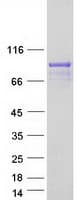 Human RGL3 Protein (Recombinant Myc-DDK (Flag))