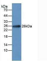 MLC3F / MYL1 Antibody (aa3-142, APC)