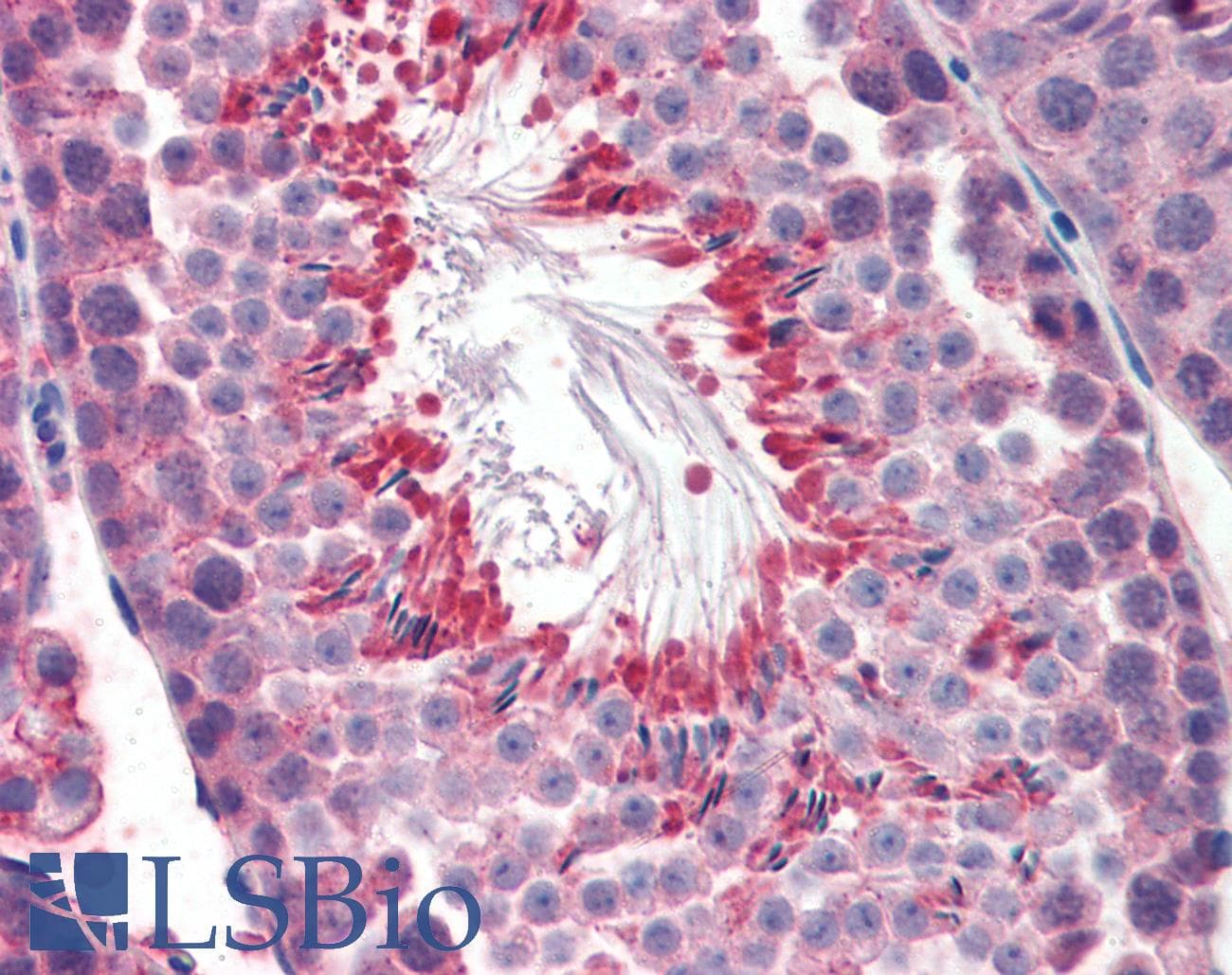 IHC-plus™ Polyclonal Goat anti-Mouse PLIN3 / M6PRBP1 / TIP47 Antibody (aa309-322, IHC, WB)