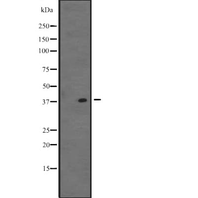 VSX1 Antibody