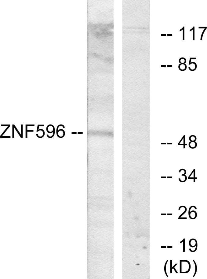 ZNF596 Antibody