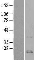 Human CCL21 / SLC Protein (Over-Expression Lysate Myc-DDK (Flag))