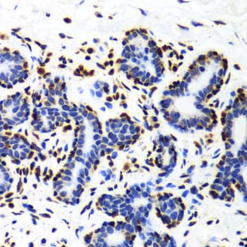 Polyclonal Rabbit anti-Human Histone H3 Antibody (IHC, IF, WB)