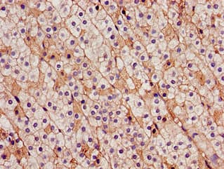 Polyclonal Rabbit anti-Human CDH18 / Ey-Cadherin Antibody (IHC, IF, WB)