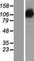 OPA1 Protein (Over-Expression Lysate Myc-DDK (Flag))