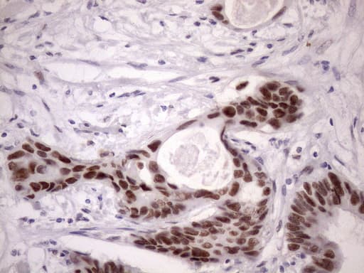 SRSF9 / SFRS9 Antibody (clone OTI5G7, Carrier-free)