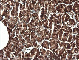 VBP1 Antibody (clone OTI2G2)