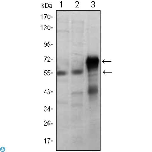 ETS1 / ETS-1 Antibody