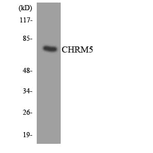 CHRM5 / M5 Antibody (aa272-321)