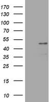 PAX5 Antibody (clone OTI4F9, Carrier-free)