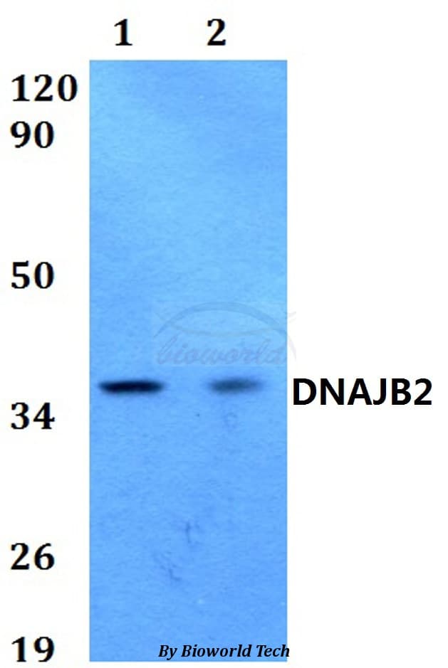 DNAJB2 Antibody