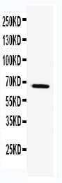 TRAF5 Antibody (aa62-75)