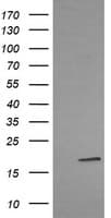 LMO2 Antibody (clone OTI1G10)