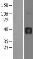 ATP4B Protein (Over-Expression Lysate Myc-DDK (Flag))