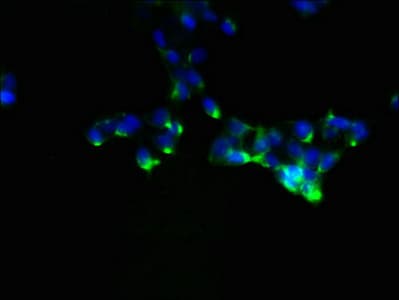 NDFIP1 / N4WBP5 Antibody