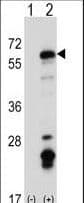 Polyclonal Rabbit anti-Mouse SYN / FYN Antibody (aa507-535, WB)