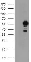 IHC-plus™ NONO / P54NRB Antibody (clone 4D9)