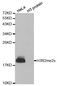 Histone H3 Antibody (Sym-Dimethyl-Arg2)