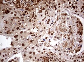 USP44 Antibody (aa420-712, clone OTI1A9)